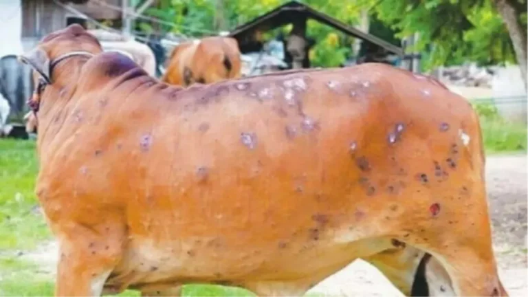 61 domestic cattle die of mysterious disease in Jammu