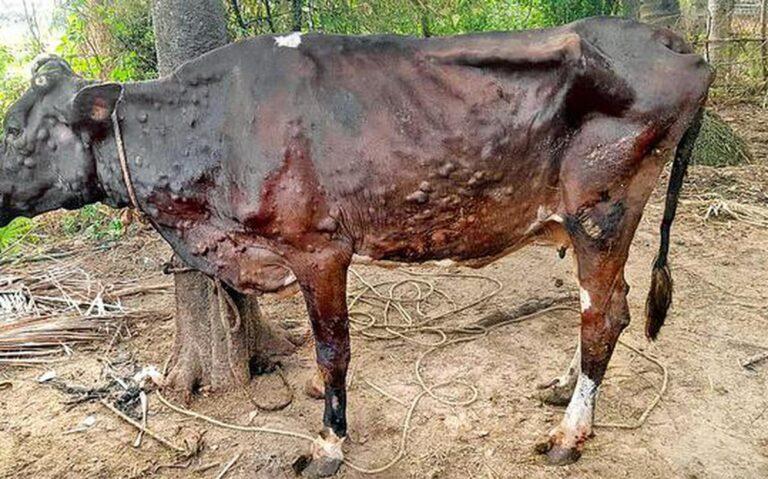 Lumpy Disease has no effect on cow milk, safe to consume: J&K ACS