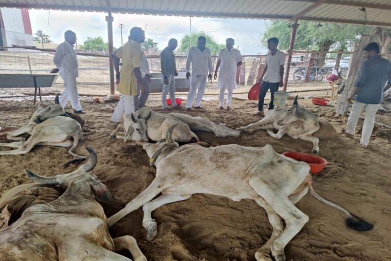 LSD: Blanket ban in J&K on import of animals from outside