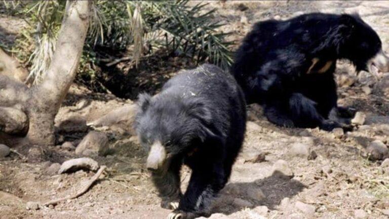 Bear and cub roaming in Srinagar captured, schools allowed to resume operations