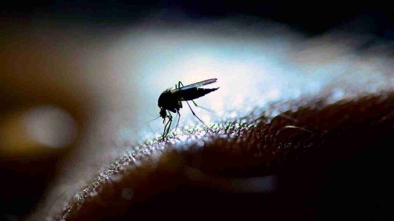 Spike in UP dengue cases, CM Yogi takes stock