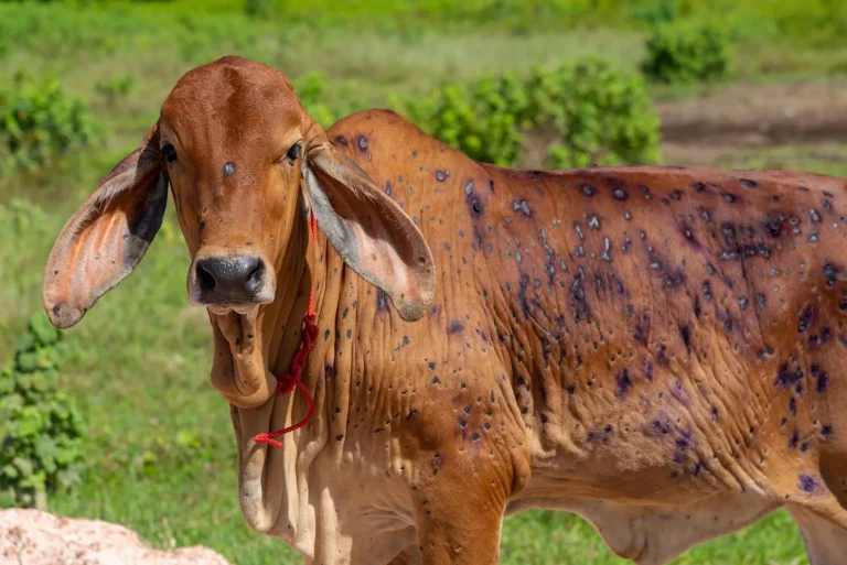 Over 64K animals infected with LSD in J&K