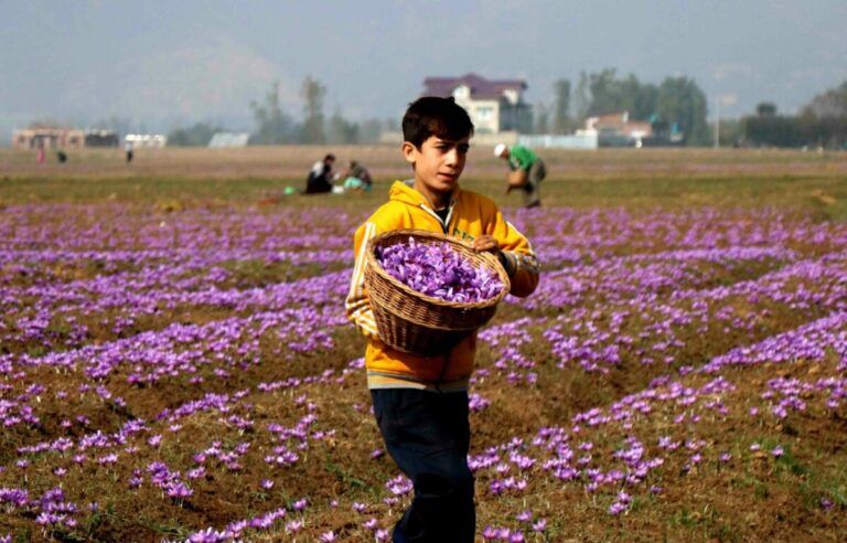 Indoor saffron cultivation now a reality in Kashmir; result has been phenomenal say growers