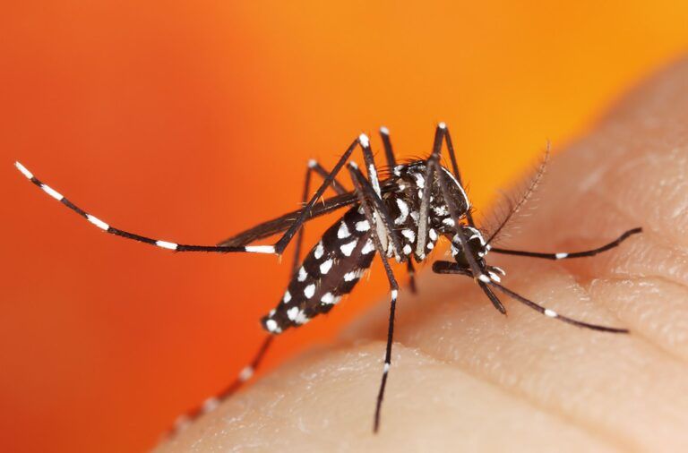Protecting yourself from bacteria living in and on mosquitoes