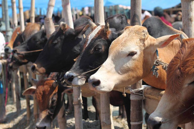 Celebrate February 14 as ‘Cow Hug Day’: Animal Welfare Board
