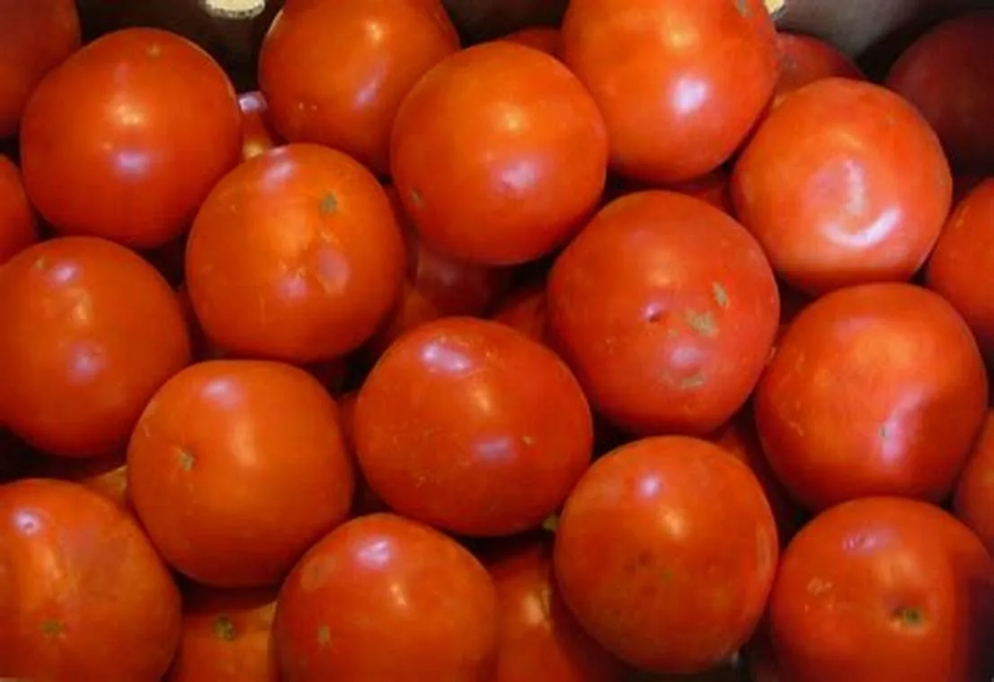 Udhampur Farmers Celebrate Historic Surge in ‘Red Gold’ Tomato Prices