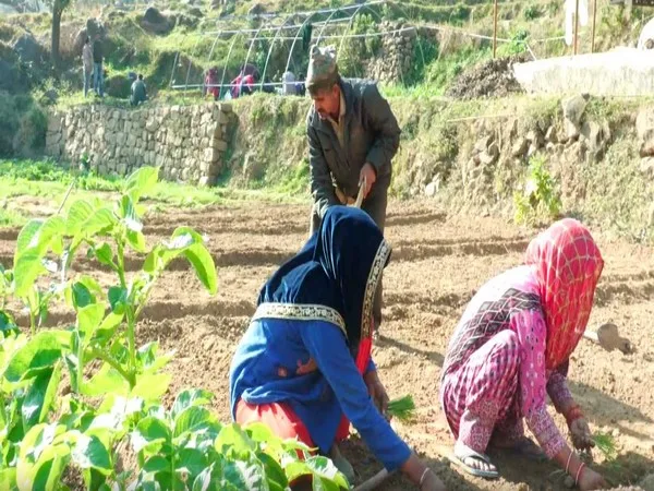 Udhampur-farmers-embrace-hybrid-onion-seeds-to-boost-income