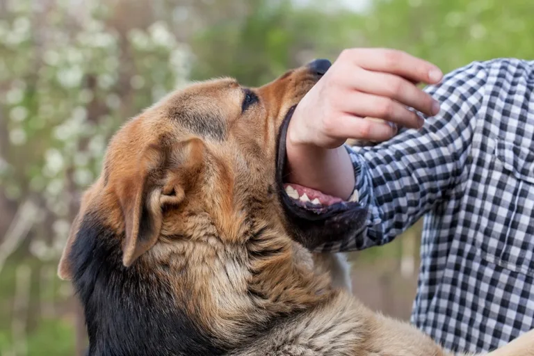 J&K Reports 2.06 Lakh Dog Bite Cases in Two Years; Jammu District Records Highest Incidents