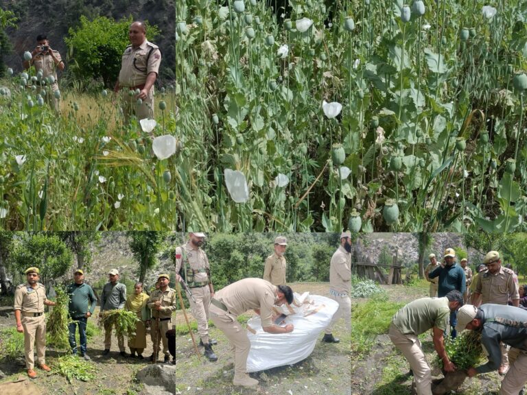 KISHTWAR POLICE DESTROYED ILLEGAL OPIUM CULTIVATION IN PADDAR: TWO CASES REGISTERED